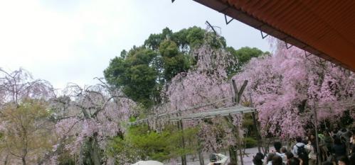 CIMG4657_20130409145034.jpg