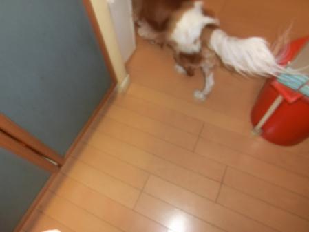 CIMG4694_20130422143415.jpg
