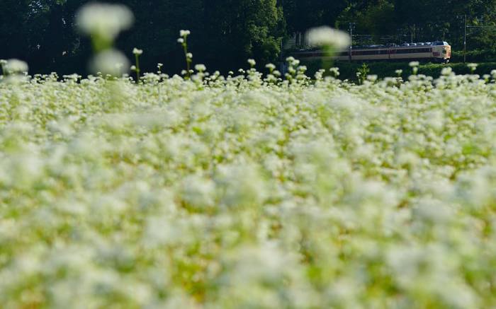 くびき野 T-18 14.9.29 DSC_2313