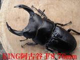 KING阿古谷-F8-D76-1_1024768