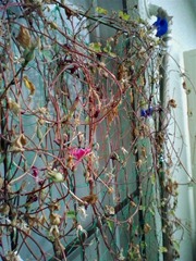 【写真】枯れた葉の中にポツリポツリと花が2つ
