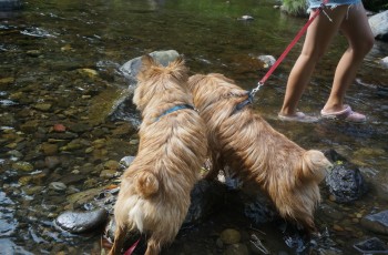 201307020DSC00923.jpg