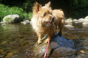 201307020DSC00930.jpg