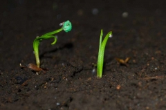 ほうれん草