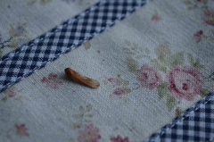 カエデの種