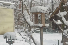 積雪
