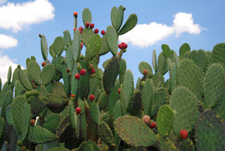 20086_nopales.jpg