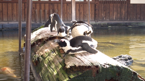 ケープペンギン