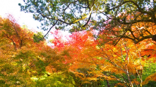 紅葉