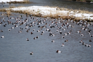 DSC_3459.jpg