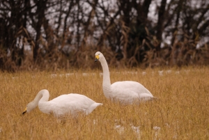 DSC_3503.jpg