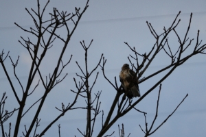 DSC_3613.jpg