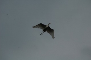 DSC_4493.jpg