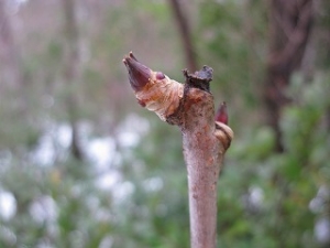 IMG_1274.jpg