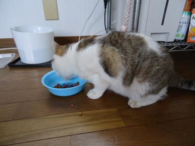もえちゃんご飯中