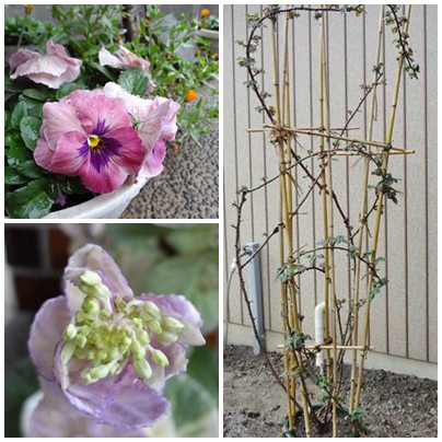 無事だった花たち