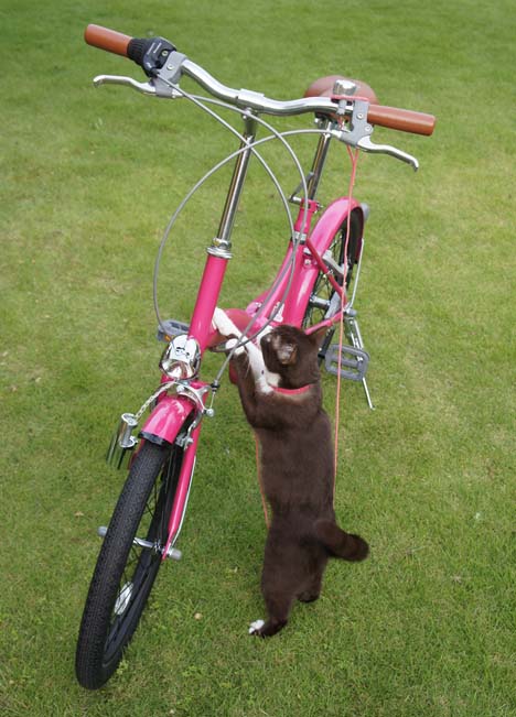 自転車と猫のチョコ