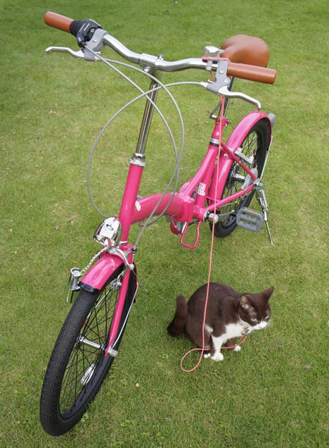 自転車と猫のチョコ