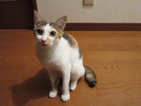しぇりと影