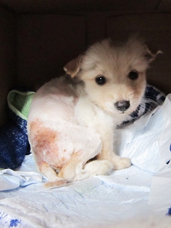 110911子犬