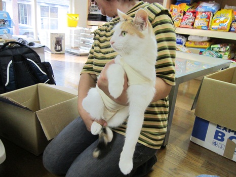 110911飼い主さんに帰る日