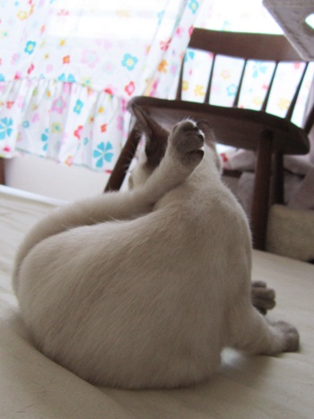 にこ背
