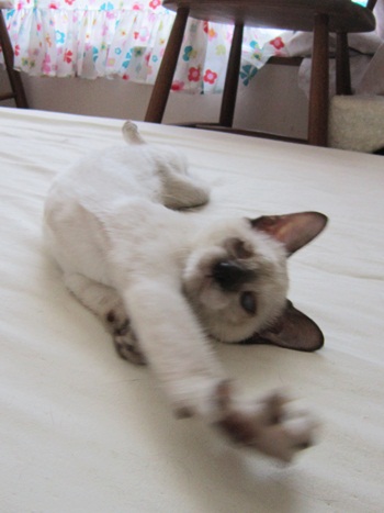 伸びにこ