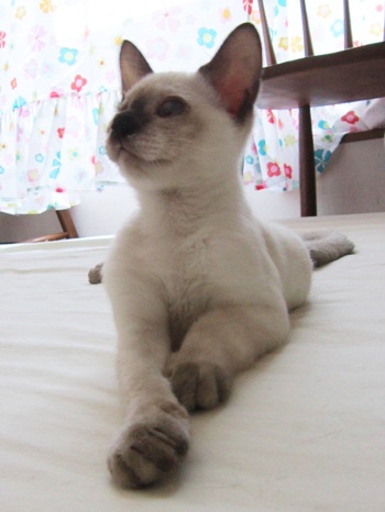 にこ、にこにこ