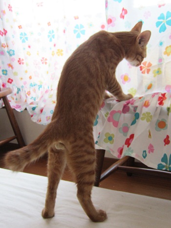 ぴいしっぽ