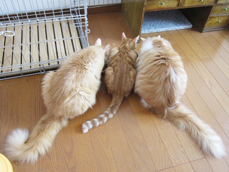 最後の晩餐?