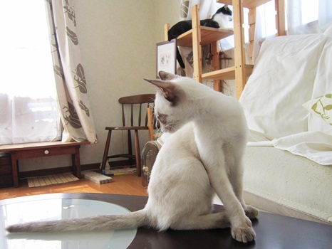 もっとご挨拶♪