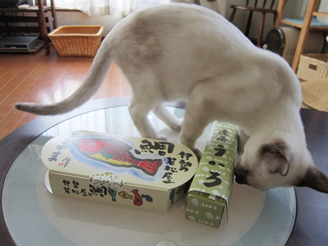 鯛よりういろに夢中