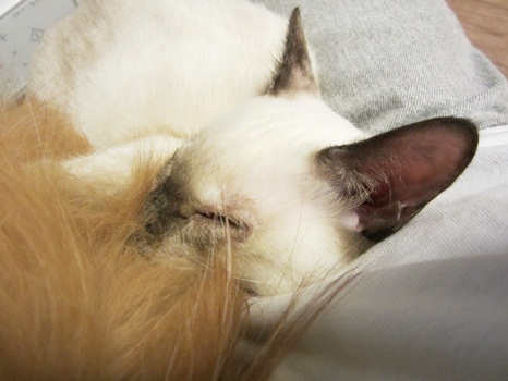 睡眠ちう