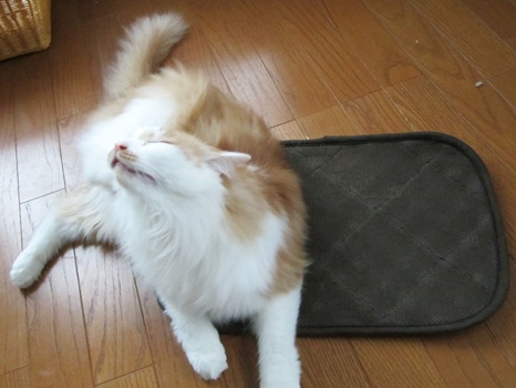 はみ出てもヌクイ