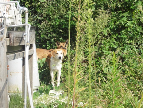 111010福島犬