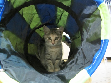 111009猫オモチャ