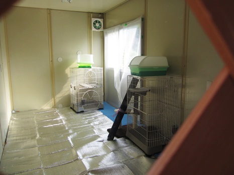 111009猫部屋