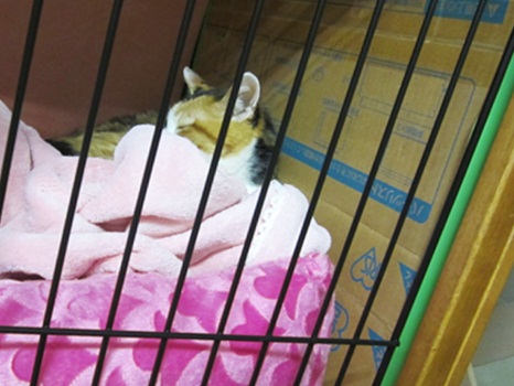 幸せそうだにゃ