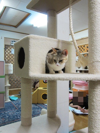 111009キャットタワー