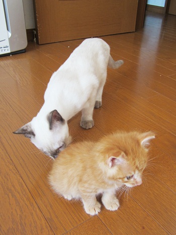新猫チェック