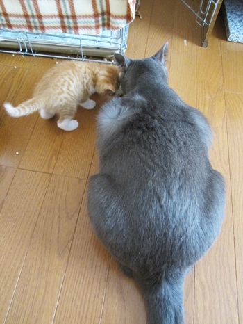 ふくまのごはん