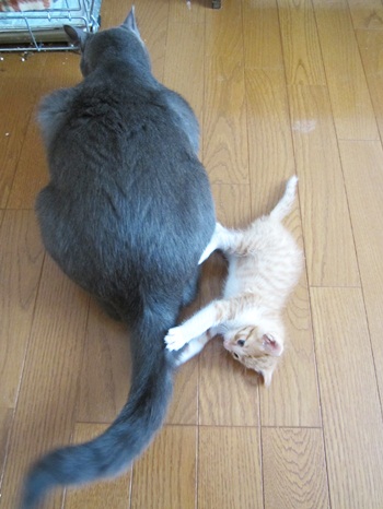 ぎんと遊ぶふくま