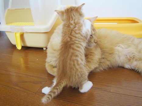 兄ちゃんチェック