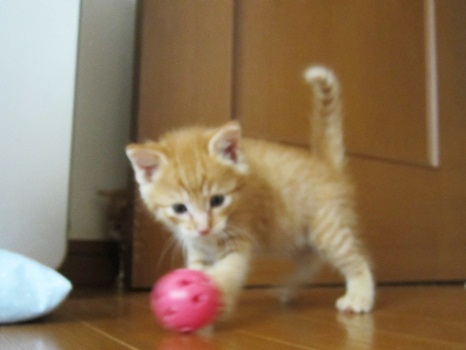 そうまのボール遊び