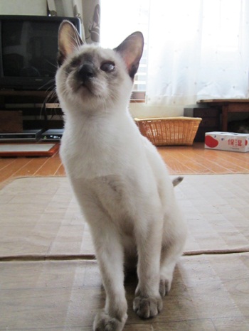 111015にこ