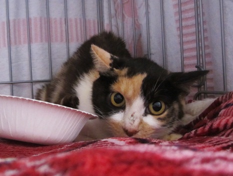 人好きグルグルはらちゃん