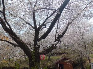 CIMG1454_20120404181716.jpg