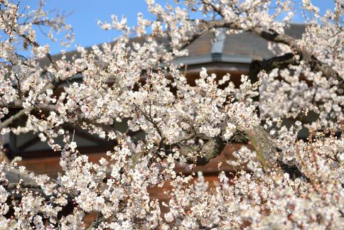 DSC_0974sss.jpg