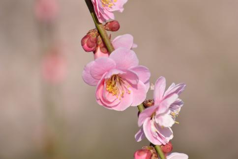 DSC_1035sss.jpg