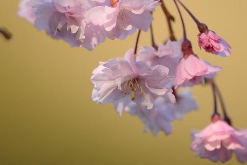 DSC_1430sss.jpg